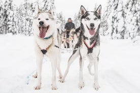 Sei ein Musher! Husky-Tour in die arktische Wildnis