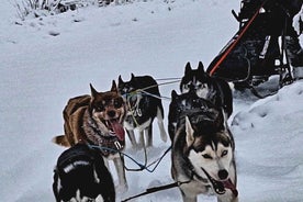 SLED DOGS VISIT & DRIVE ROUND TARTU COUNTRY ESTONIA