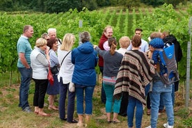 Degustazione del tour del vino portato alla luce ed esplorazione del vigneto. Pranzo incluso