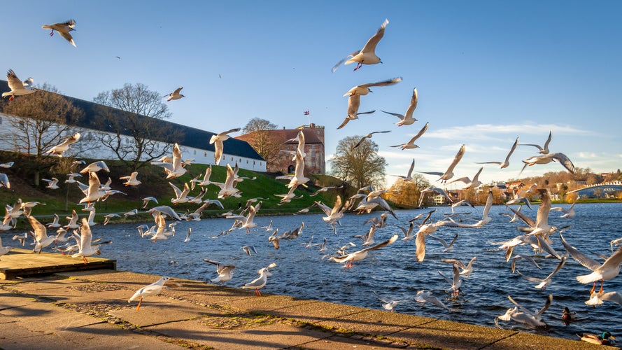 photo of view of Seagulls Flying over the Promenade in the City Center of Kolding, Denmark.