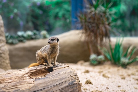 Photo of Meerkat at the dutch zoo, Diergaarde Blijdorp, Rotterdam, The Netherlands.