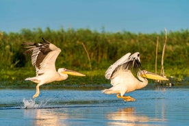 From Bucharest: Danube Delta Day Tour - amazing experience!