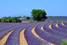 Wycieczka po polach lawendy w Prowansji w Valensole z Marsylii