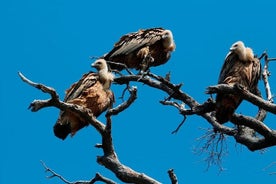 Privat Plavnik Island halvdags bådtur med Bobo (5,5 timer)