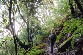 Randonnée à travers la forêt enchantée au-dessus de Masca Randonnée d'une demi-journée à Tenerif