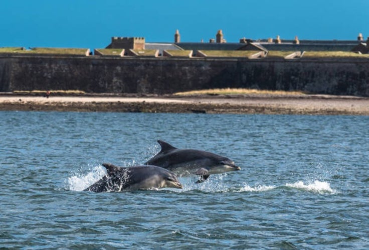 Bottlenose dolphins leaping out of the waters of the Moray Firth, with the historic Fort George near Inverness, Scotland, visible in the background.jpg