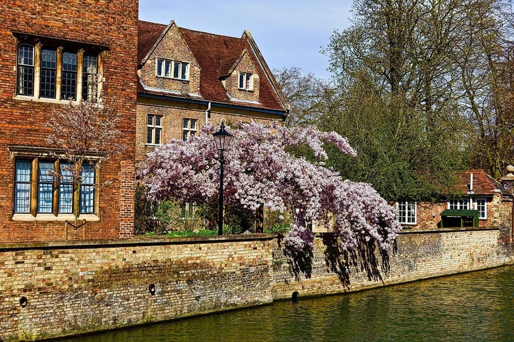 Photo of  Blossom  Canal Cambridge England.