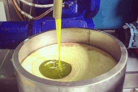 Olive Harvest and Visit to the Oil Mill with Tasting in Vieste