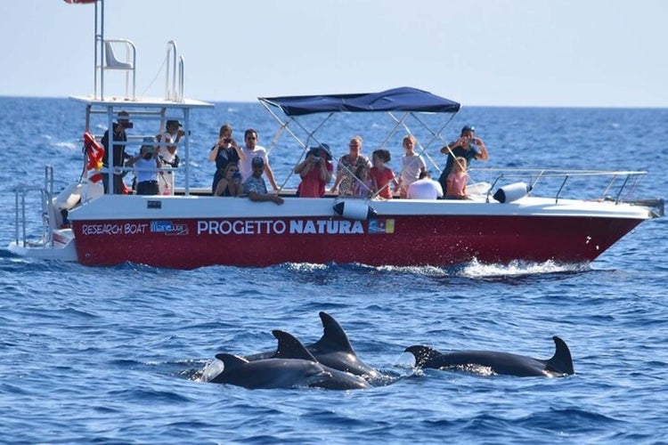 dolphin watch.jpg