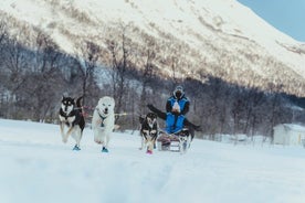 Divertente e facile avventura in slitta trainata da cani - Tour mattutino