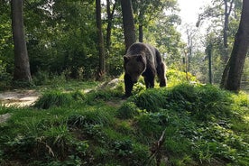 Tour privado de día completo al santuario de osos, el castillo de Drácula y Brasov desde Bucarest