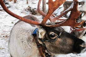 Santas Rentier- und Husky-Safari + Santas Haustiere + Aurora-BBQ!