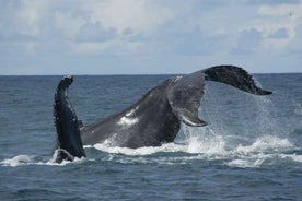 São Miguel: Whales & Volcano Full-Day Tour with Lunch