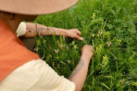 Ontdek wilde geneeskrachtige planten
in de natuur l Achula den haag