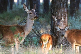 Parc national privé de Doñana et El Rocío : excursion d'une journée guidée en 4x4 depuis Séville