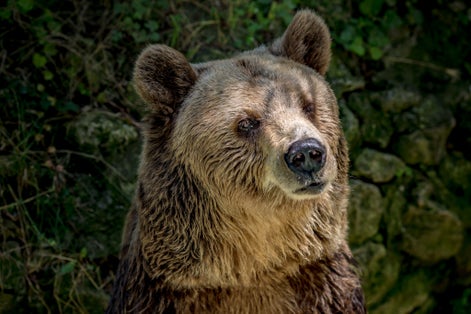 photo of view of Portrait of brown bear,Varna zoo,Bulgaria,Varna Bulgaria.