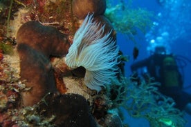 PADI Open Water Course in Nea Makri, Athens