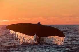 From Svolvær: Whale Watching Day Trip to Andenes