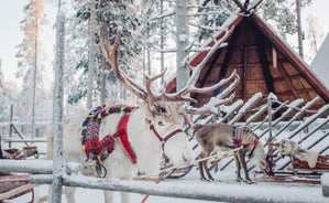 photo of beautiful view of Finnish landscape with trees in snow, ruka, karelia, lapland, hilly winter landscapes in famous winter sports area called Ruka.