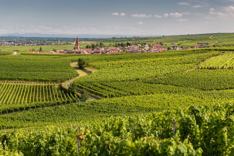 Photo of Winding country road in Eguisheim vineyard, Alsace, France .