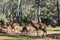 Parque Cinegético Collado del Almendral, Santiago-Pontones, Jaén, Andalusia, Spain