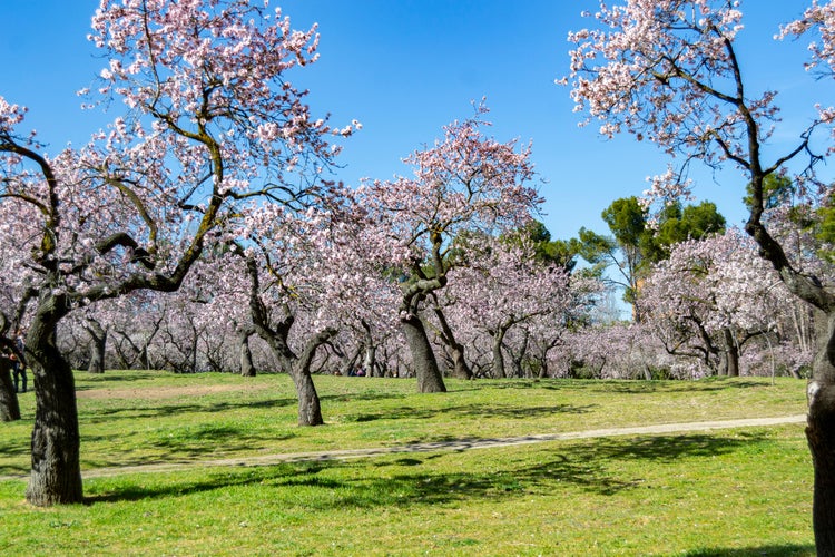 Photo of the Quinta de los Molinos park in Madrid in full spring bloom of the almond and cherry trees.