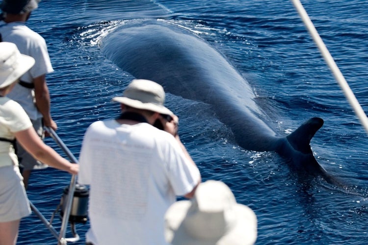 whale watching in Azores.jpg