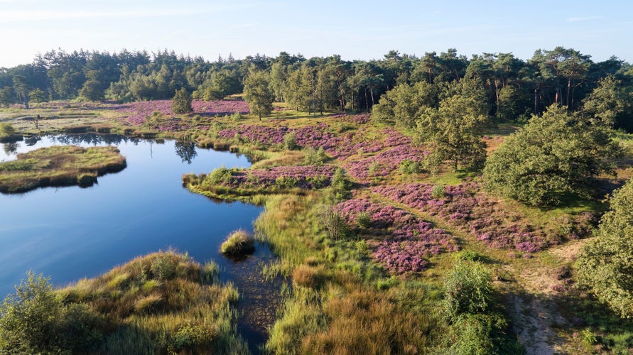 Drone shot in August of the 'Haterse en Overasseltse Vennen', nature reserve near the city of 'Nijmegen', province 'Gelderland', Netherlands