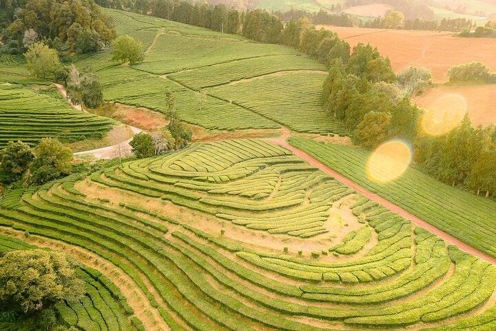 Ponta Delgada tea plantation.jpg