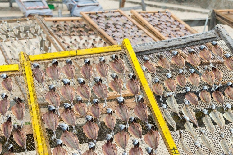 dried sardine in Nazare.jpg