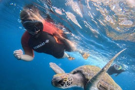 Tenerife: Snorkelferð í Skjaldbökubúsvæði