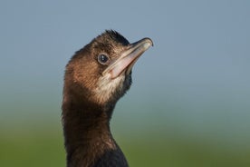 Bird Watching and Photography Private Tour near Constanta