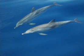 Excursion en petit groupe Observation des baleines et des dauphins Los Gigantes