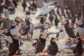 Inner Farne National Trust Bird Sanctuary - 3 小时法恩群岛之旅