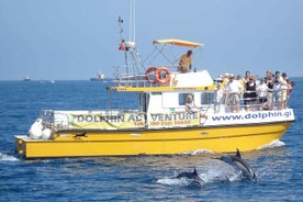 Excursion d'observation des dauphins à Gibraltar