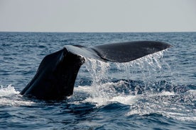 パフィンとマフィンと一緒にクジラのサファリ (アンドイ島、ヴェステローレン島)