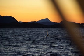 Tromso Sea Safari Tour