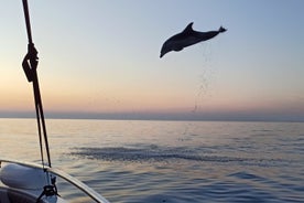 Rovinj Dolphins at Sunset & Island Swimming with Speedboat