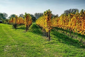 Gita di un giorno: Museo dell'olio d'oliva e del vino con pranzo + equitazione