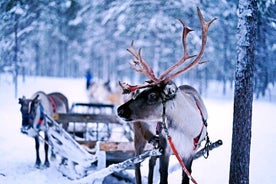 Rovaniemi: tour safari con le renne e giro in slitta di 2,5 km