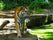 photo of view of Tiger walking on water in zoo Augsburg in germany in spring.