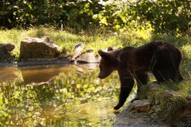 Möt Bears & Visit Dracula Castle Day Tour från Bukarest