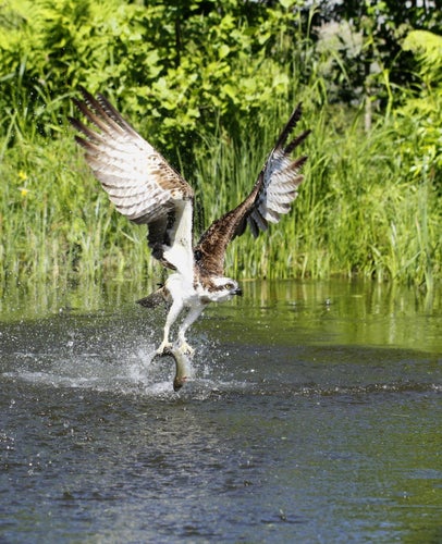 photo of view of Osprey Pandion haliaetus catching fish in Kangasala in Finland.