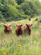 Ben Nevis Manor Bed and Breakfast