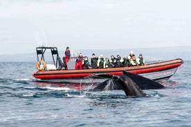 Húsavík: Stórhvalir og Lundey hraðbátasigling