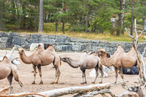 Photo of gorgeous view of camel group in outdoor wildlife natural park  Kolmarden Sweden.