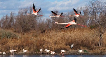 Provence Camargue To Nimes