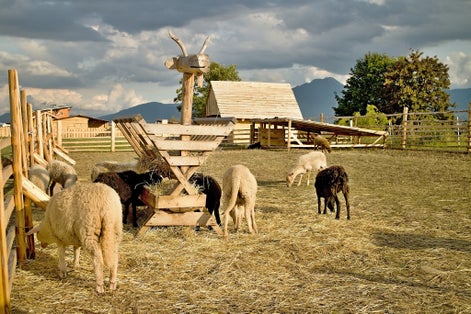  Fence with sheep in the ZOO Contact Liptovsky Mikulas