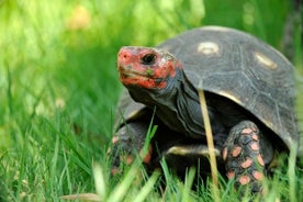 Corsica A Cupulatta Turtle Park Skip the Line Admission Ticket