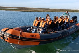 Dolphin Watching from Faro